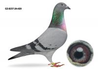 CZ-0237-24-420 SAMICA - Gołąb lotowany na Wspólnym Gołębniku Talent Quatro