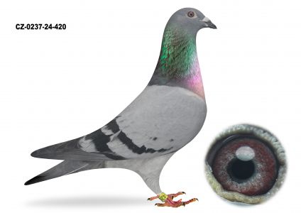 CZ-0237-24-420 SAMICA - Gołąb lotowany na Wspólnym Gołębniku Talent Quatro
