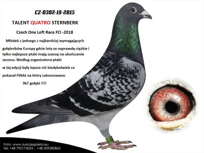 CZ-0302-18-2015 BOOS H i G Drygała Mistrzowie Polski kat A 2012 r gołąb rozpłodowy