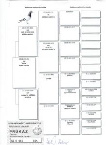 CZ-055-25-854-MONI OLR Talent Quatro Šternberk 2025 - Linia FILIPA Gebr Herbots -Prezentacja Gołębia w załączonym filmiku