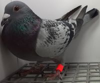 CZ-076-20-3484 Hooymans x Imbred