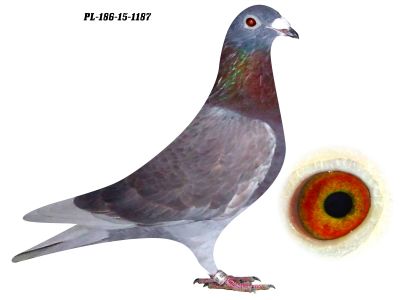 Czerwona samica  linii Leo Heremans