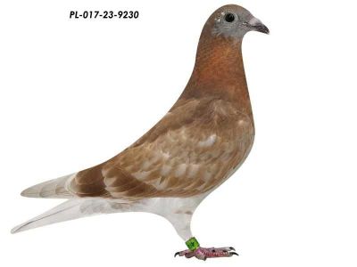 Córka 820 Oryg Karol Paszek x Podwójny Wnuk 808 K. Paszek