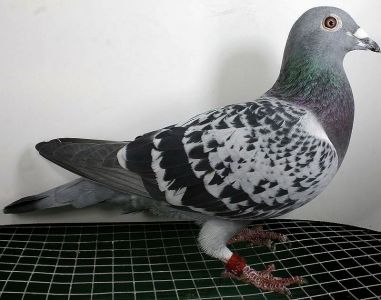 Córka Besty 1417 Oryg Janusz Szalkowski