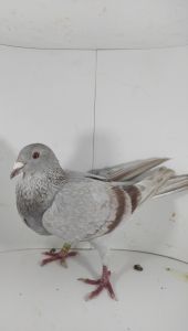 DE-19-401662 100% Wiesław Tokarczyk