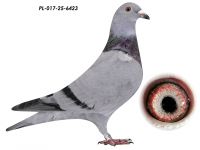 De Klak x Linia Szarka