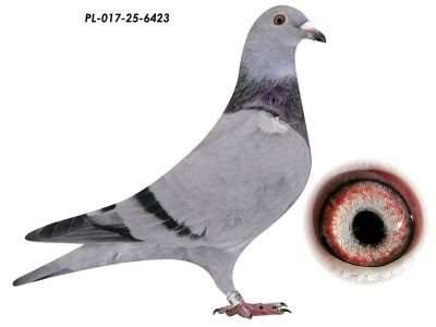 De Klak x Linia Szarka