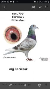 Dominik i Szymon Namysłowski- 1 młody gołąb z rocznika 2021