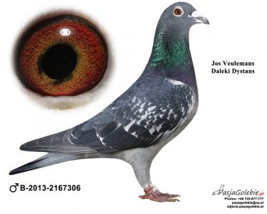 Dream Loft Veulemans Jos