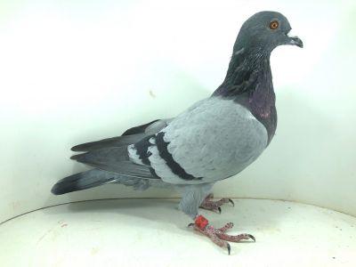 DV 00263 22 114 – org. Weiss Jan ( Hodowca TOP 3 w wynikach mistrzostw świata w FCI)  – 97m – Finał 430km!!!  (prawdopodobnie samiczka)