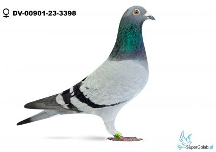 DV-00901-23-3398