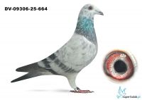 DV-009306-25-664  v.d Brande x Laidemann x Heremans 