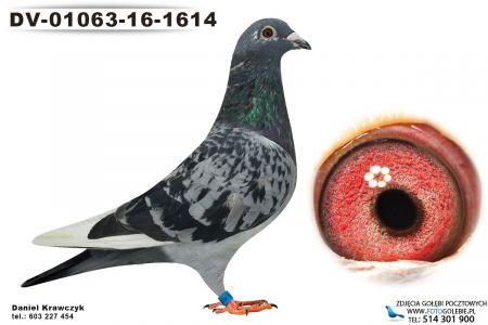 DV-01063-16-1614 oryg. Raymund Hermes daleki dystans