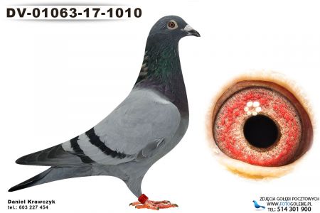 DV-01063-17-1010 oryg. Raymund Hermes