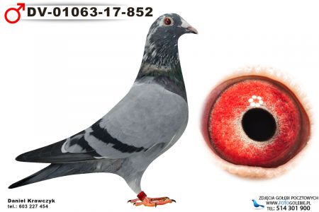 DV-01063-17-852 oryg. R.Hermes