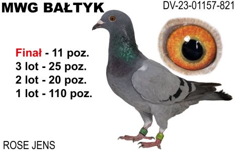 DV-01157-23-821: Rose Jens, 12. Lotnik, m in 20m, 25m, 11m z FINAŁU Gołąb z hodowli: Rose Jens. 12 Lotnik