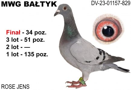 DV-01157-23-829: Rose Jens., m in 51m, 34m z FINAŁU Gołąb z hodowli: Rose Jens.