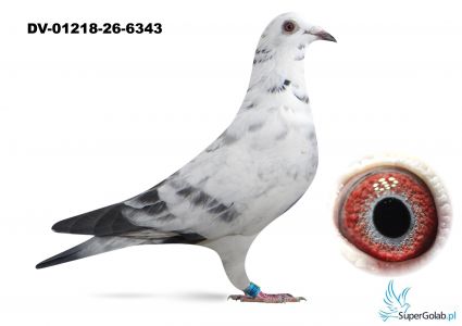 DV-01218-26-6343 100 % Leideman 