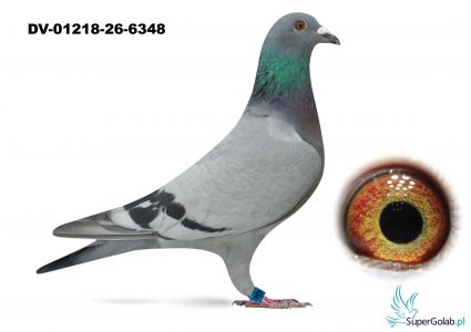 DV-01218-26-6348 - 100% Leideman 