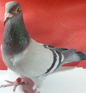 DV-01327-17-532 samiczka Europapigeons