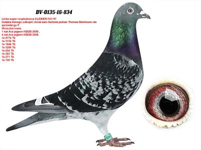 DV-0135-16-834 oryg Thomas Bahlmann super samica rozpłodwa