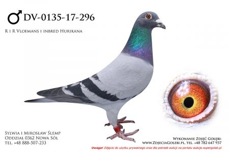 DV-0135-17-296 - (Vloemans) to mocny inbred na słynnego Huricana 51