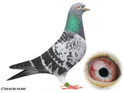 DV-0135-18-455 oryg Thomas Bahlmann super samiec rozpłodwy