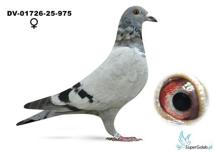 DV-01726-25-975  Klein Tadeusz