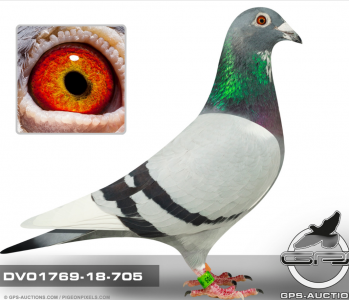 DV-01769-18-705 Drapa