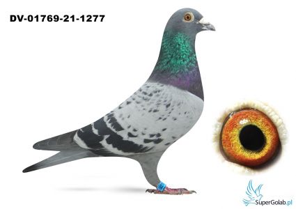 DV-01769-21-1277 - gołab rozpłodowy 