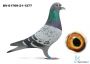 DV-01769-21-1277 - gołab rozpłodowy