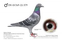 DV-01769-22-579 - samiec