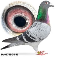 DV-01769-24-96 A&W Drapa - Syn MAD MAX