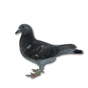 DV-01805-23-810 - Gołąb z linii wspaniałych lotników Reinera Puttmanna oraz Jurgena Brendela.