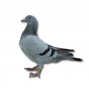 DV-01805-23-817 - Gołąb z linii wspaniałych lotników Reinera Puttmanna oraz Jurgena Brendela.