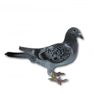 DV-01805-23-847 - Gołąb z linii wspaniałych lotników Jurgena Brendela.