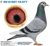 DV-01907-2019-577-Linia Dirk Van Den Bulck-Linia ,,Gode Rode