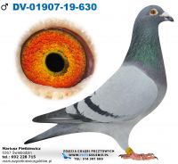 DV-01907-2019-630-Linia Eurostar 802 i Prange 261