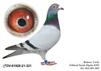 DV-01928-21-321 org. Stenenbergeen