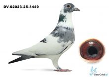 DV-02023-25-3449  inbred DEN AD Wouters