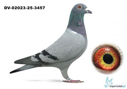 DV-02023-25-3457 - 100% Vandenabeele 