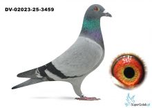 DV-02023-25-3459 - 100 % Roeper