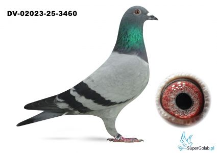 DV-02023-25-3460 - 100 Roeper