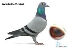 DV-02023-25-3461 inbred DE GUS 