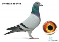 DV-02023-25-3462  wnuk de Gus 