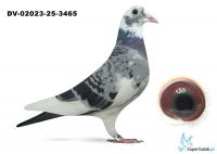 DV-02023-25-3465  Marcel Wouters