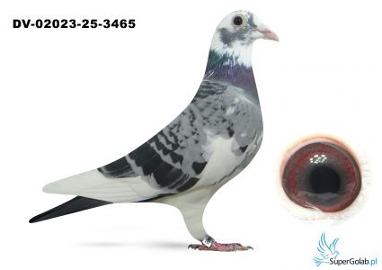 DV-02023-25-3465  Marcel Wouters