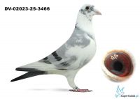 DV-02023-25-3466 - 100 % Wouters;  w rodowodzie Den AD, Extrem,  De Loeuw,