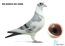 DV-02023-25-3466 - 100 % Wouters;  w rodowodzie Den AD, Extrem,  De Loeuw,