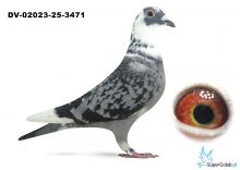 DV-02023-25-3471  d.vd Bulck x Leidemann